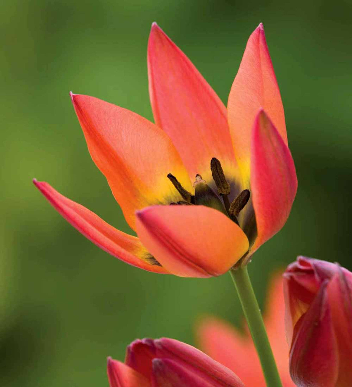 Little Princess Tulip Seeds